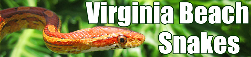 Virginia Beach snake